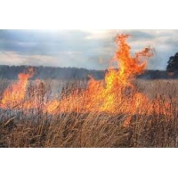 Măsuri de prevenire a incendiilor de vegetație uscată, stuf,miriști și tufărișuri  